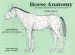 Audiobook Horse Anatomy: A Pictorial Approach to Equine Structure author Peter C. Goody