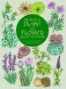 Audiobook Big Book of Plant and Flower Illustrations author Maggie Kate
