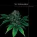 Audiobook Cannabible author Jason King