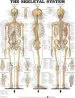 Audiobook The Skeletal System Anatomical Chart author Anatomical Chart Company