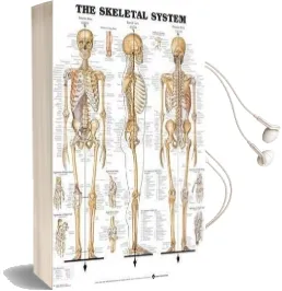 The Skeletal System Anatomical Chart Audiobook download free by Anatomical Chart Company