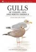 Audiobook Gulls of Europe, Asia and North America author Klaus Malling Olsen