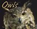 Audiobook Owls - Animal Predators author Sandra Markle