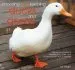 Audiobook Choosing and Keeping Ducks and Geese: A Beginners Guide to Identification, Care, and Husbandry of Over 35 Species author Liz Wright