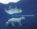 Audiobook Polar Obsession author Paul Nicklen