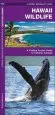 Audiobook Hawaii Wildlife: A Folding Pocket Guide to Familiar Species author James Kavanagh