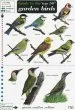 Audiobook Guide to the top 50 Garden Birds author Andy Simms