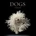 Audiobook Dogs author Lewis Blackwell