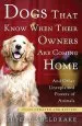 Audiobook Dogs That Know When Their Owners are Coming Home: And Other Unexplained Powers of Animals author Rupert Sheldrake