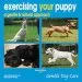 Audiobook Exercising Your Puppy author Julia Robertson