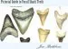 Audiobook Pictorial Guide to Fossil Shark Teeth: Shark Teeth From Around the World author Jim Rathbone