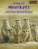 Audiobook A mob of Meerkats: And Other Mammal Groups author Louise A Spilsbury