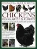 Audiobook Practical Guide to Keeping Chickens, Duck, Geese & Turkeys author Fred Hams