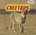 Audiobook Cheetahs author Clara Reade
