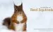 Audiobook On the Trail of red Squirrels author Will Nicholls