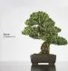 Audiobook Bonsai: A Patient art author Susumu Nakamura