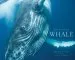 Audiobook Beautiful Whale author Sylvia A. Earle