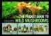 Audiobook The Pocket Guide to Wild Mushrooms: Helpful Tips for Mushrooming in the Field author Pelle Holmberg