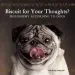Audiobook Biscuit for Your Thoughts?: Philosophy According to Dogs author Andrew Darlow