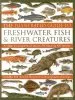 Audiobook Illustrated Guide to Freshwater Fish & River Creatures author Daniel Gilpin