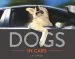 Audiobook Dogs in Cars author Lara Jo Regan