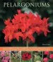 Audiobook Pelargoniums author Blaise Cooke