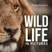 Audiobook Wildlife in Pictures author Craig Hayman