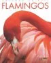 Audiobook Amazing Animals: Flamingos author Kate Riggs