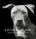 Audiobook Finding Home: Shelter Dogs and Their Stories author Traer Scott