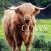 Audiobook Cows Calendar 2015: 16 Month Calendar author Sam Hub