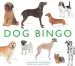 Audiobook Dog Bingo author Polly Horner
