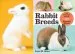 Audiobook Rabbit Breeds author Lynn M. Stone