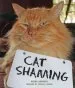 Audiobook Cat Shaming author Pedro De Andrade