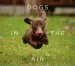 Audiobook Dogs in the air author Jack Bradley