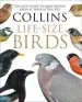 Audiobook Collins Life-Size Birds: The Only Guide to Show British Birds at Their Actual Size author Paul Sterry