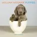 Audiobook William Wegman Puppies 2018 Wall Calendar author William Wegman