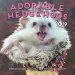 Audiobook Adorable Hedgehogs Mini 2019: 16-Month Calendar - September 2018 Through December 2019 author Editors Of Rock Point