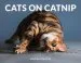 Audiobook Cats on Catnip author Andrew Marttila