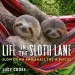 Audiobook Life in the Sloth Lane: Slow Down and Smell the Hibiscus author Lucy Cooke