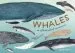 Audiobook Whales: An Illustrated Celebration author Kelsey Oseid