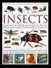 Audiobook Complete Illustrated World Encyclopedia of Insects author Martin Walters