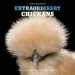 Audiobook Extraordinary Chickens 2019 Wall Calendar author Stephen Green Armytage