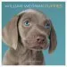 Audiobook William Wegman Puppies 2019 Wall Calendar author William Wegman