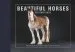 Audiobook Beautiful Horses Postcard Book: 30 Postcards of Champion Breeds to Keep or to Send author Liz Wright